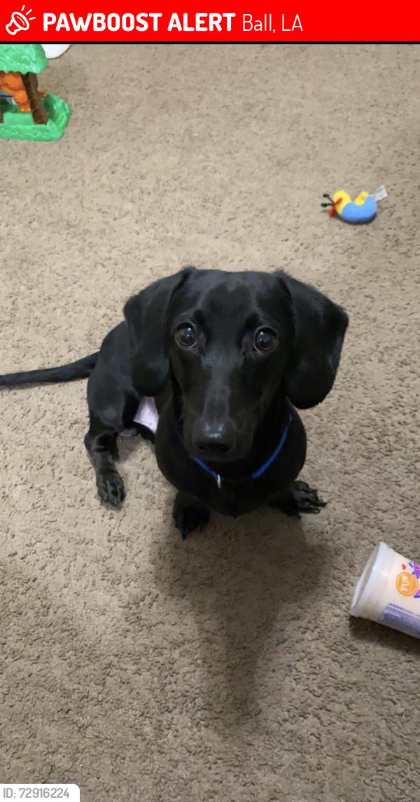 Lost Male Dog last seen Beeson dr and shelton/ ball cut off , Ball, LA 71405