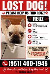 Lost Male Dog last seen Ocean ave , Perris, CA 92571