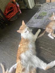 Lost Female Cat last seen Beacon Ave, across from AshleyStation, Columbus, GA 31904