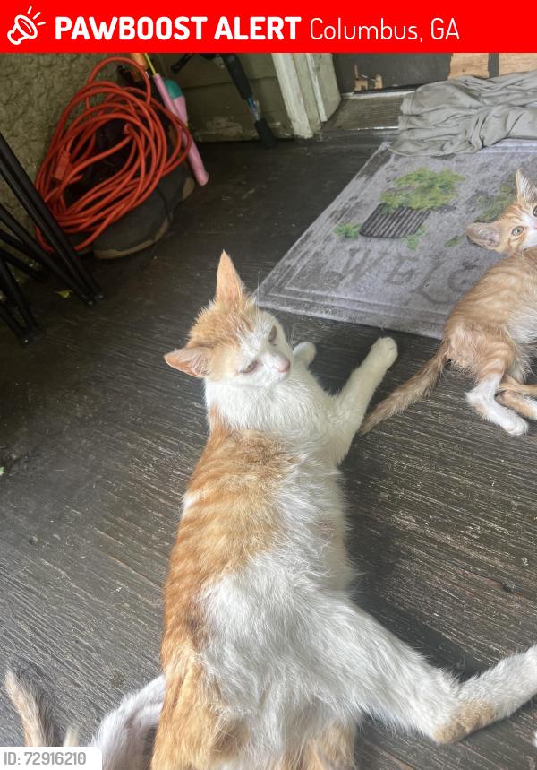 Lost Female Cat last seen Beacon Ave, across from AshleyStation, Columbus, GA 31904