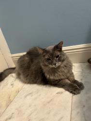 Reunited Male Cat last seen Coconut Creek, FL, USA, Coconut Creek, FL 33066