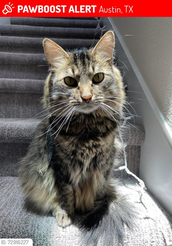 Lost Female Cat last seen In my apmt indoor, Austin, TX 78735