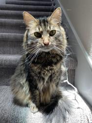 Lost Female Cat last seen In my apmt indoor, Austin, TX 78735