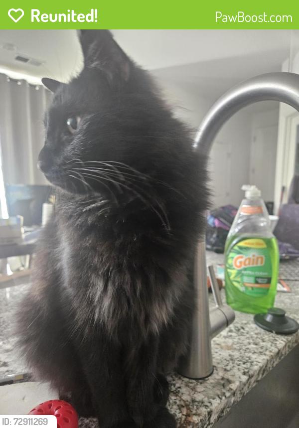 Reunited Male Cat last seen Trilby Rd, Fort Collins, CO 80525