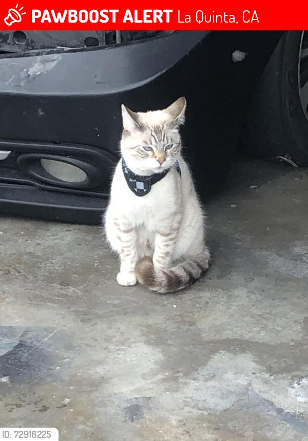 Lost Male Cat last seen Avenida Martinez , La Quinta, CA 92253