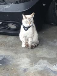 Lost Male Cat last seen Avenida Martinez , La Quinta, CA 92253
