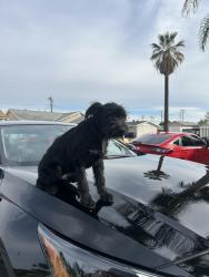 Lost Female Dog last seen torch middle school , West Puente Valley, CA 91746