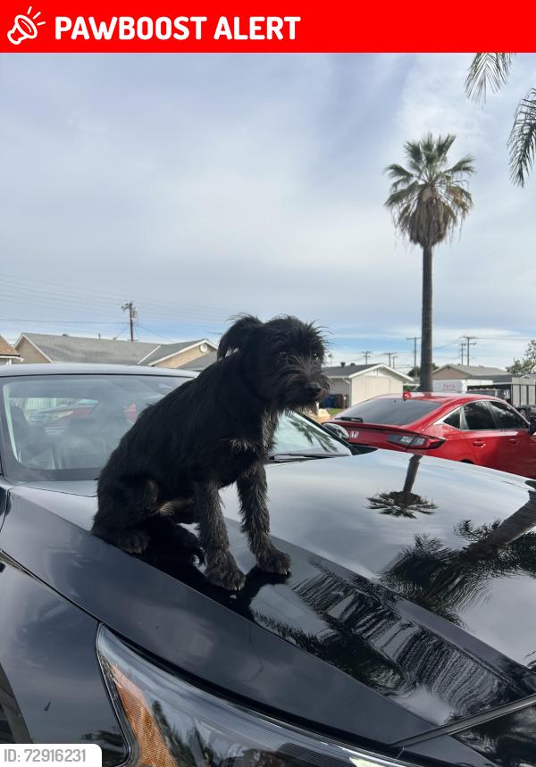 Lost Female Dog last seen torch middle school , West Puente Valley, CA 91746