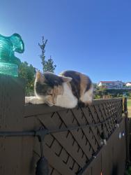 Lost Female Cat last seen Santa helena, Solana Beach, CA 92075