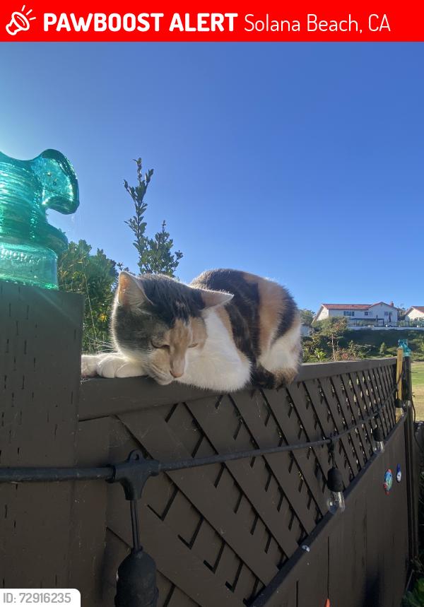 Lost Female Cat last seen Santa helena, Solana Beach, CA 92075