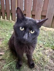 Found/Stray Unknown Cat last seen Near se raymond, Portland, OR 97266