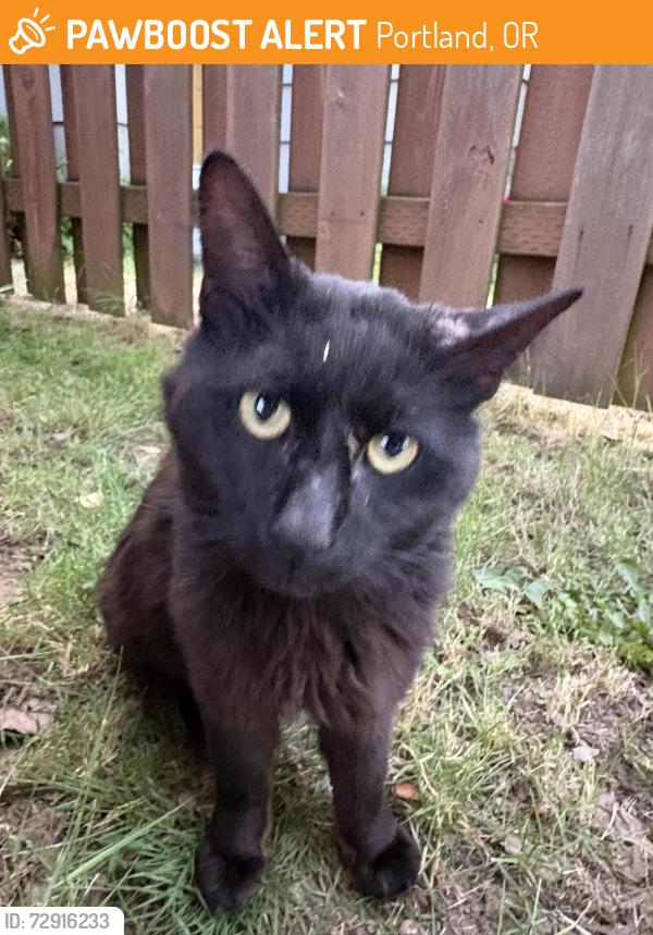 Found/Stray Unknown Cat last seen Near se raymond, Portland, OR 97266