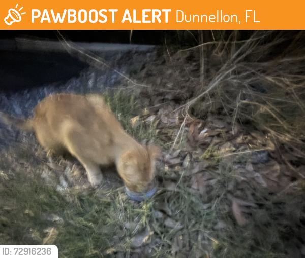 Found/Stray Unknown Cat last seen W dunnellon rd, Dunnellon, FL 34433