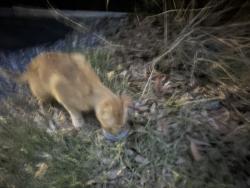 Found/Stray Unknown Cat last seen W dunnellon rd, Dunnellon, FL 34433