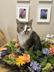 Lost Female Cat last seen Garibaldi and NW Yonia Court, Hillsboro, OR 97124
