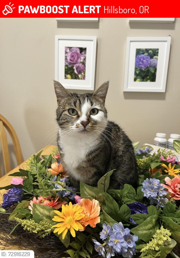 Lost Female Cat last seen Garibaldi and NW Yonia Court, Hillsboro, OR 97124