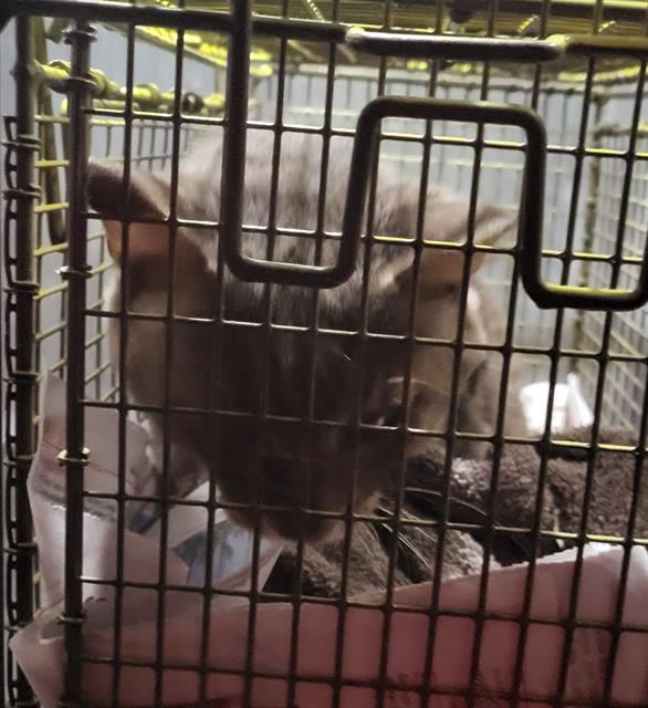 Shelter Stray Unknown Cat last seen Near BLOCK E SOUTHCROSS BLVD, San Antonio, TX 78227