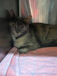 Shelter Stray Female Cat last seen , Jacksonville, FL 32204