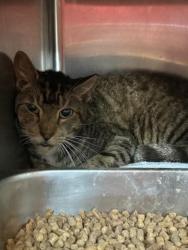 Shelter Stray Female Cat last seen , Jacksonville, FL 32204