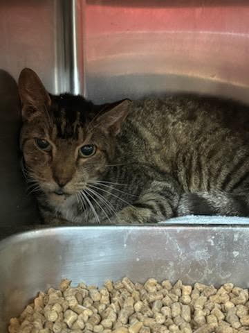 Shelter Stray Female Cat last seen , Jacksonville, FL 32204