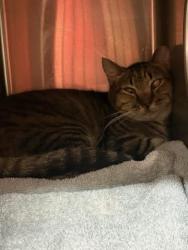 Shelter Stray Male Cat last seen , Jacksonville, FL 32204