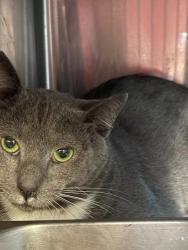 Shelter Stray Male Cat last seen Near BLOCK BARRETT RD, Jacksonville, FL 32204