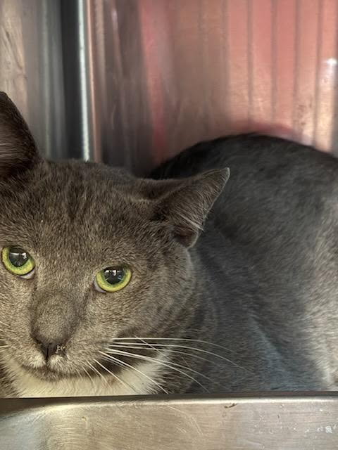 Shelter Stray Male Cat last seen Near BLOCK BARRETT RD, Jacksonville, FL 32204
