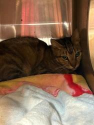 Shelter Stray Male Cat last seen Near BLOCK BARRETT RD, Jacksonville, FL 32204