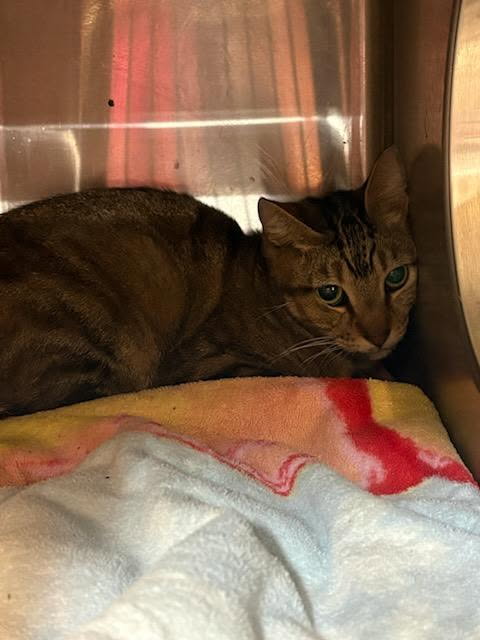 Shelter Stray Male Cat last seen Near BLOCK BARRETT RD, Jacksonville, FL 32204