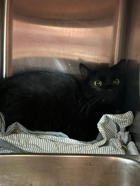 Shelter Stray Female Cat last seen Near BLOCK BARRETT RD, Jacksonville, FL 32204