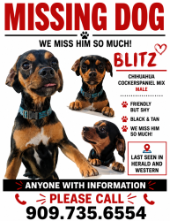 Lost Male Dog last seen herald and western, Redlands, CA 92374