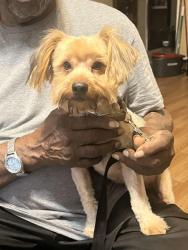 Reunited Male Dog last seen Heritage Pkwy, Fort Worth, TX 76131