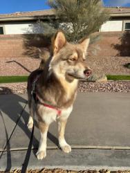 Lost Female Dog last seen 71st & Bethany home , Glendale, AZ 85303