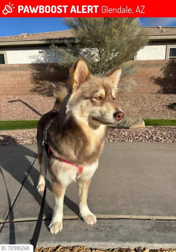 Lost Female Dog last seen 71st & Bethany home , Glendale, AZ 85303