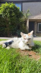 Reunited Female Cat last seen Downey Ave and Elburg. Country Club s of Paramount , Paramount, CA 90723