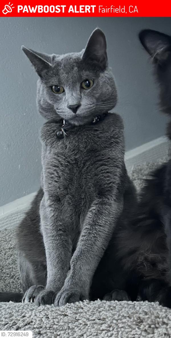 Lost Male Cat last seen Calaveras, Fairfield, CA 94534
