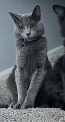 Lost Male Cat last seen Calaveras, Fairfield, CA 94534