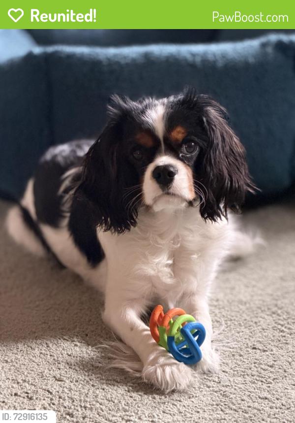Reunited Male Dog last seen Ott St & Parkway Blvd, Allentown, PA 18104
