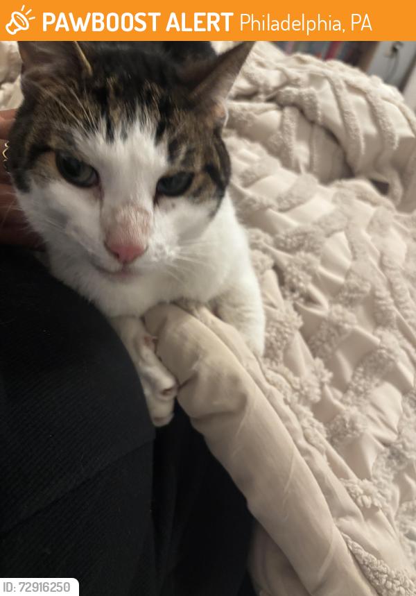 Found/Stray Male Cat last seen Awbury arboretum (Portico), Philadelphia, PA 19144