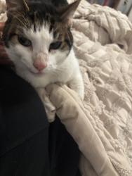 Found/Stray Male Cat last seen Awbury arboretum (Portico), Philadelphia, PA 19144