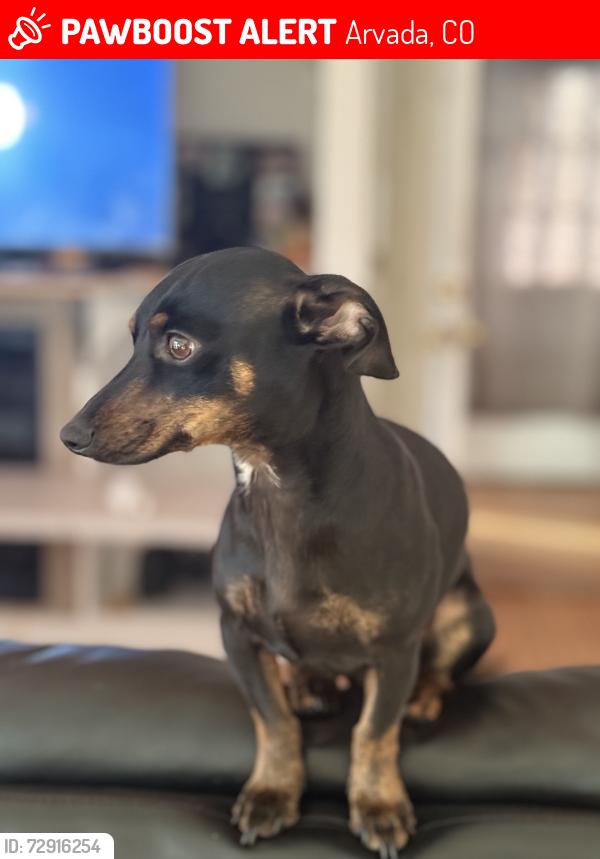 Lost Male Dog last seen Near Marshall st Arvada Colorado 80002, Arvada, CO 80002