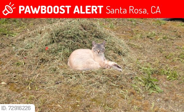Lost Male Cat last seen College and Clover Drive , Santa Rosa, CA 95401