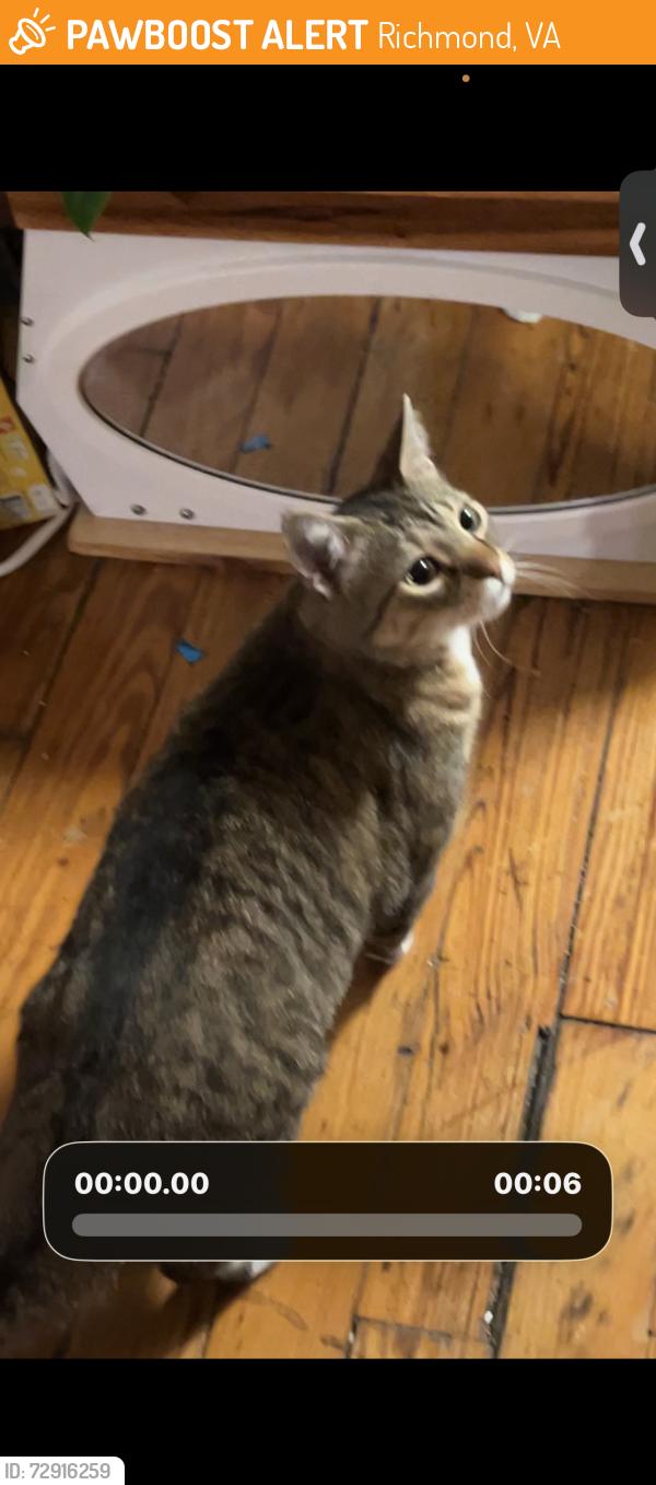 Found/Stray Unknown Cat last seen VCU ram city market , Richmond, VA 23220