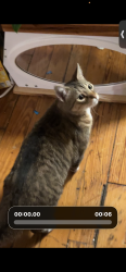 Found/Stray Unknown Cat last seen VCU ram city market , Richmond, VA 23220