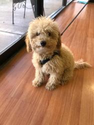 Lost Female Dog last seen Laidlaw and 137th, Portland, OR 97229