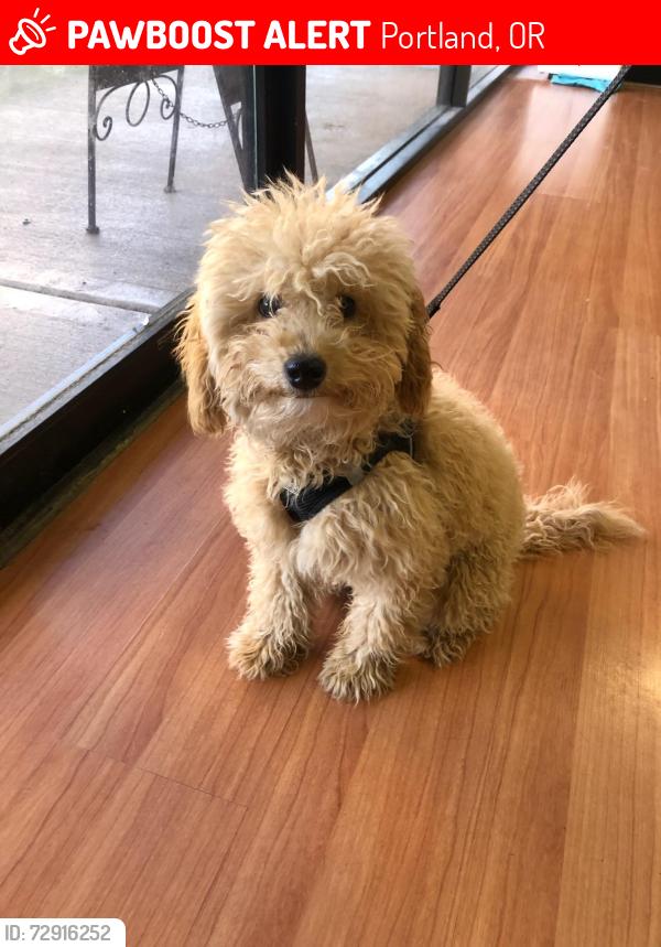 Lost Female Dog last seen Laidlaw and 137th, Portland, OR 97229