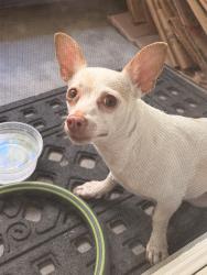 Reunited Female Dog last seen East Lincoln av, Anaheim, CA 92806