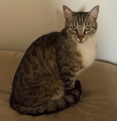 Reunited Female Cat last seen Near Dixon Landing Road (Friendly Village Neighborhood), Milpitas, CA 95035