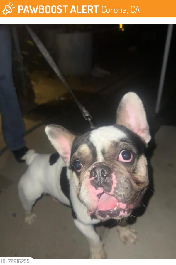 Found/Stray Male Dog last seen South victoria ave, corona, Corona, CA 92879