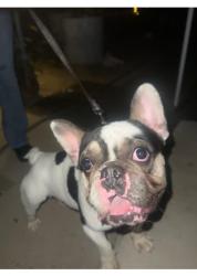 Found/Stray Male Dog last seen South victoria ave, corona, Corona, CA 92879
